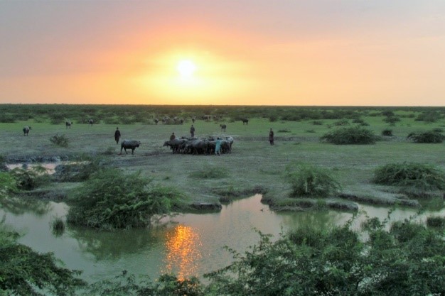 Banni Biodiversity